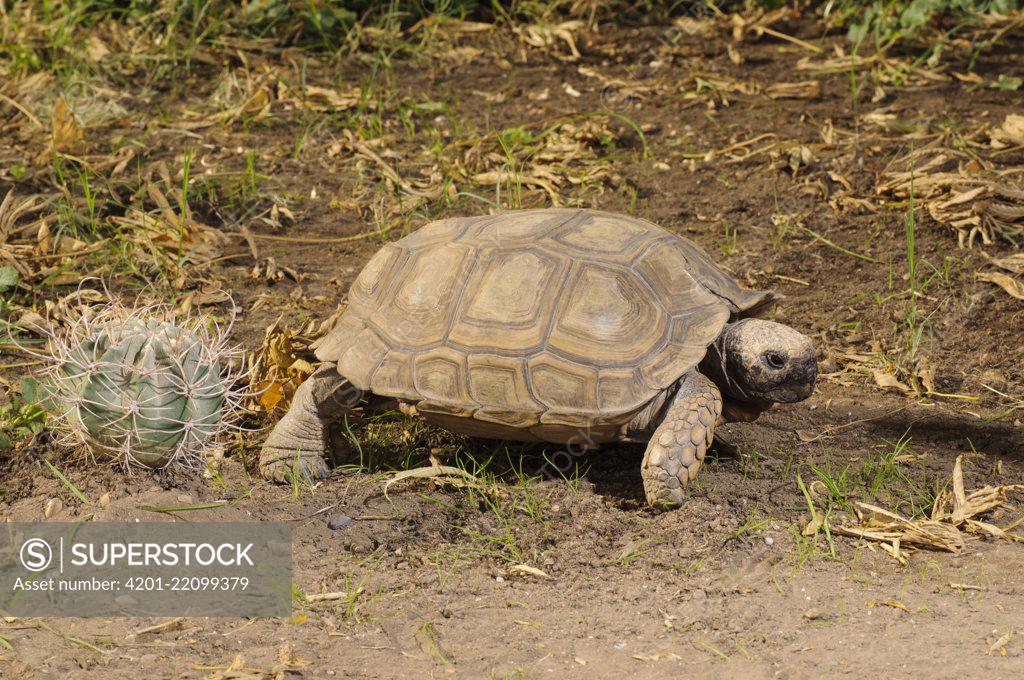 Chaco Tortoise Geochelone chilensis Bahia Blanca Argentina