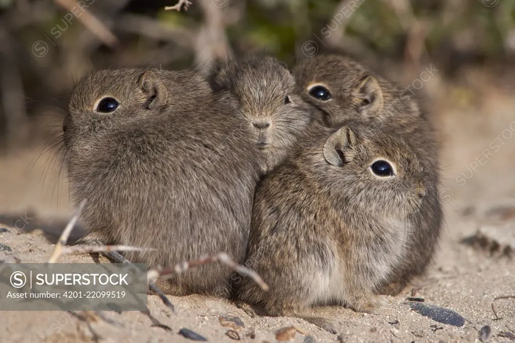 Southern Mountain Cavy (Microcavia australis) young huddling, Puerto Madryn, Argentina