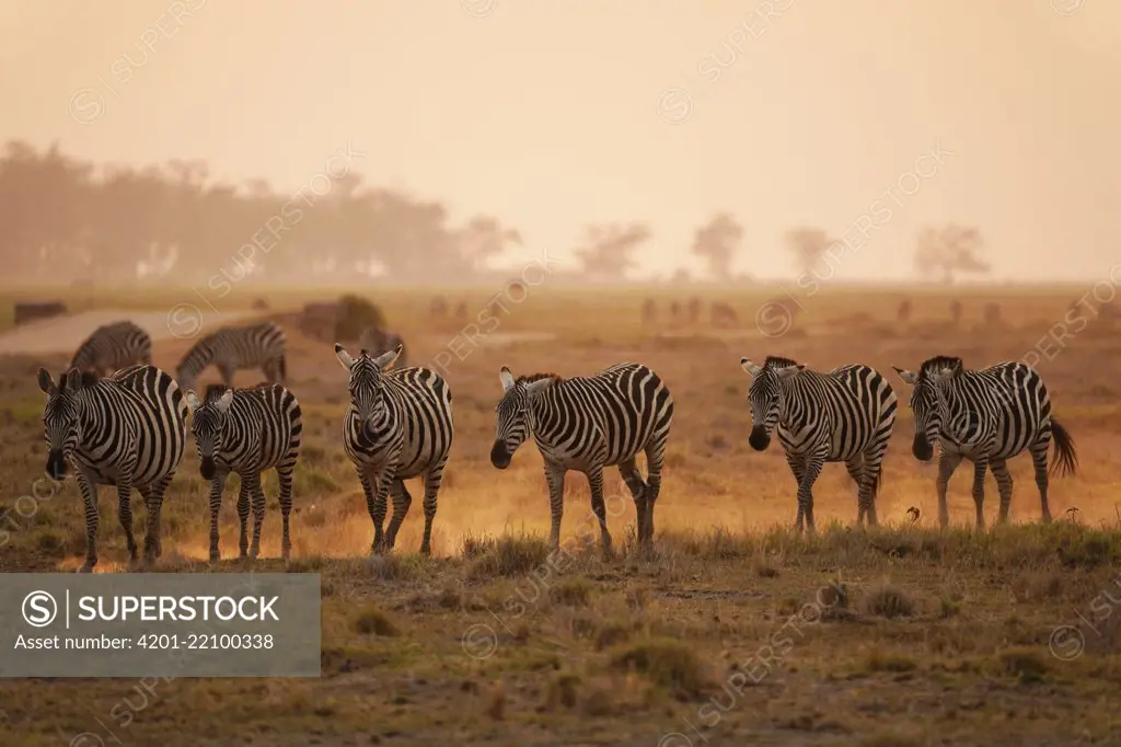 Grant's Zebra (Equus burchellii boehmi) herd at sunset, Amboseli National Park, Kenya