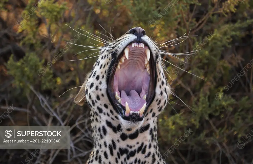 Leopard (Panthera pardus) yawning, Samburu National Park, Kenya