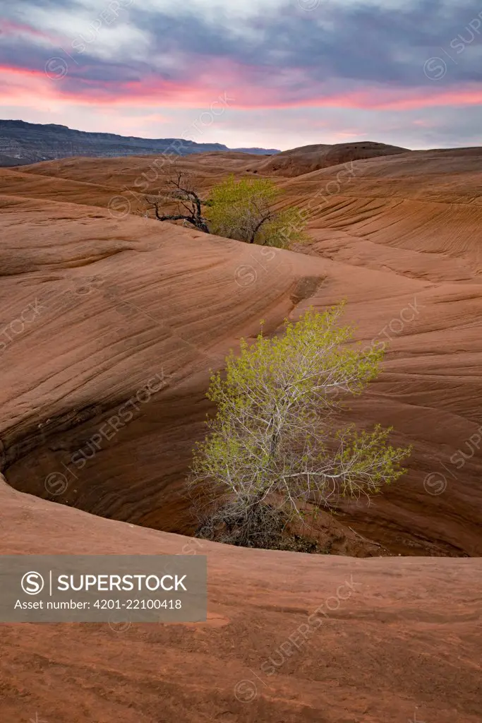 Cottonwood (Populus sp) tree in hole, Grand Staircase-Escalante National Monument, Utah