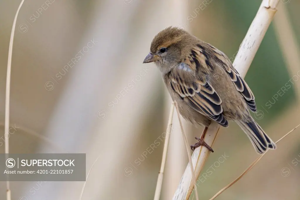 Dead Sea Sparrow (Passer moabiticus) female, Israel