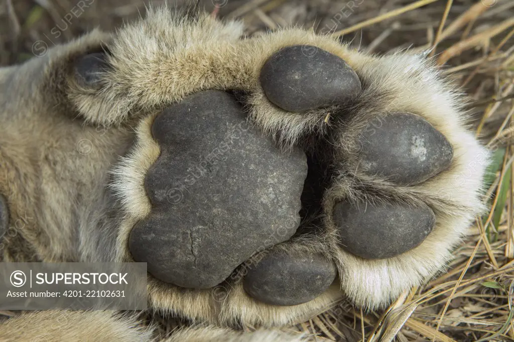 African Lion (Panthera leo) six year old female front paw, Kafue National Park, Zambia