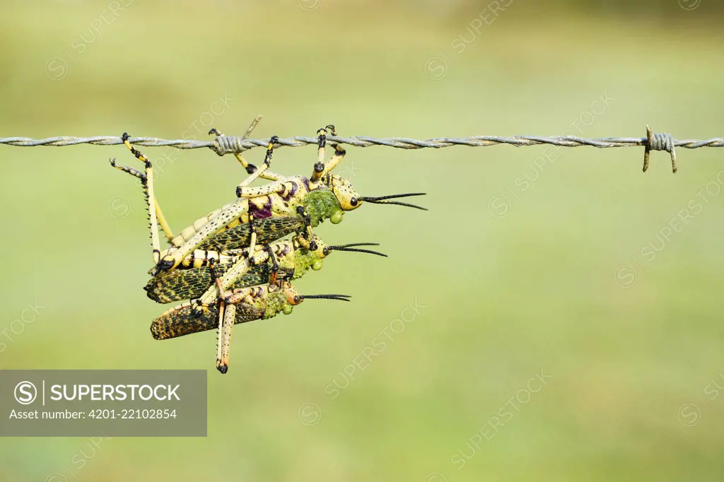 Gaudy Grasshopper (Pyrgomorphidae) trio hanging from barbed wire, Garden Route National Park, Western Cape, South Africa