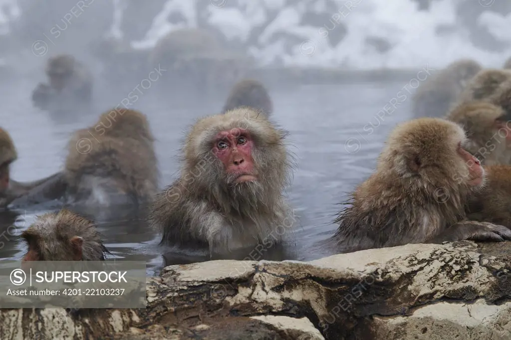 Japanese Macaque (Macaca fuscata) group in hot spring, Jigokudani, Nagano, Japan