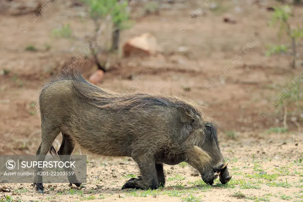 Cape Warthog (Phacochoerus aethiopicus) grazing, Kruger National Park, South Africa