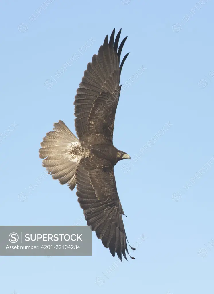 White-tailed Hawk (Geranoaetus albicaudatus) flying, Texas, USA