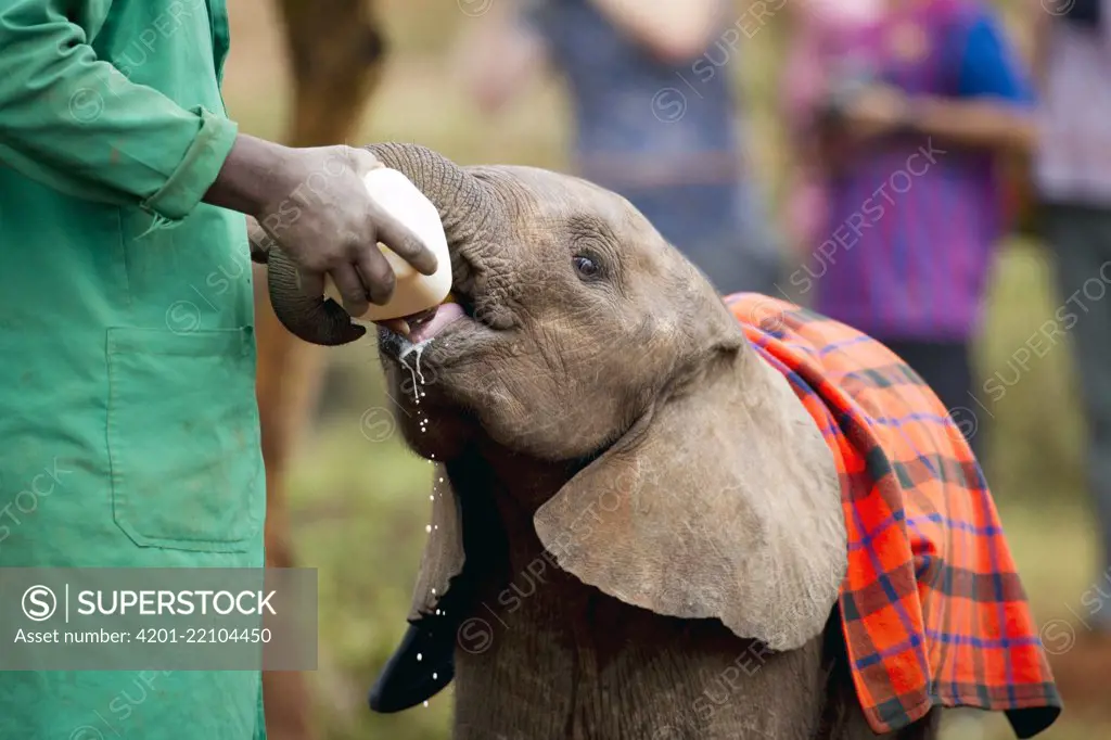 Baby elephants in the play yard, David Sheldrick Wildlife Trust, Nairobi, Kenya