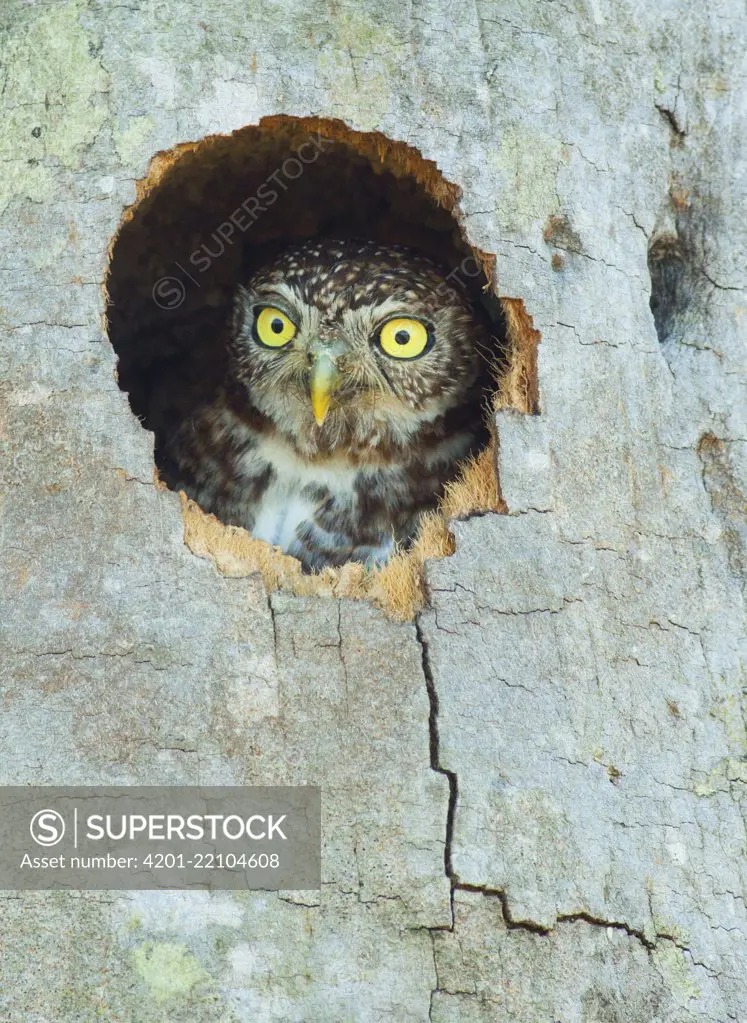 Endemic Cuban Pygmy Owl (Glaucidium siju) in nest hole, Bermejas, Matanzas Prov. CUBA