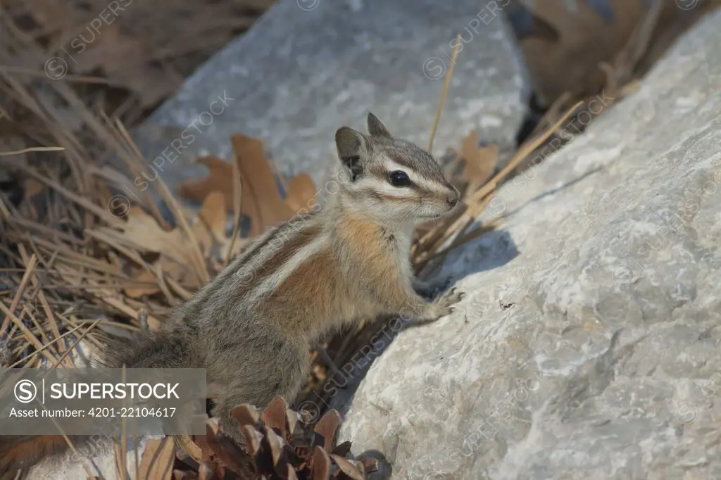 Palmer's Chipmunk (Tamias palmeri) Endangered, found only in Spring Mountains, Nevada near Las Vegas - also known as "Mt. Charleston Chipmunk"