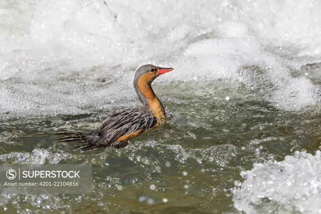 Sturzbachente, Weibchen, Merganetta armata, Ecuador, Südamerika / Torrent Duck female, Merganetta armata, Ecuador, South America