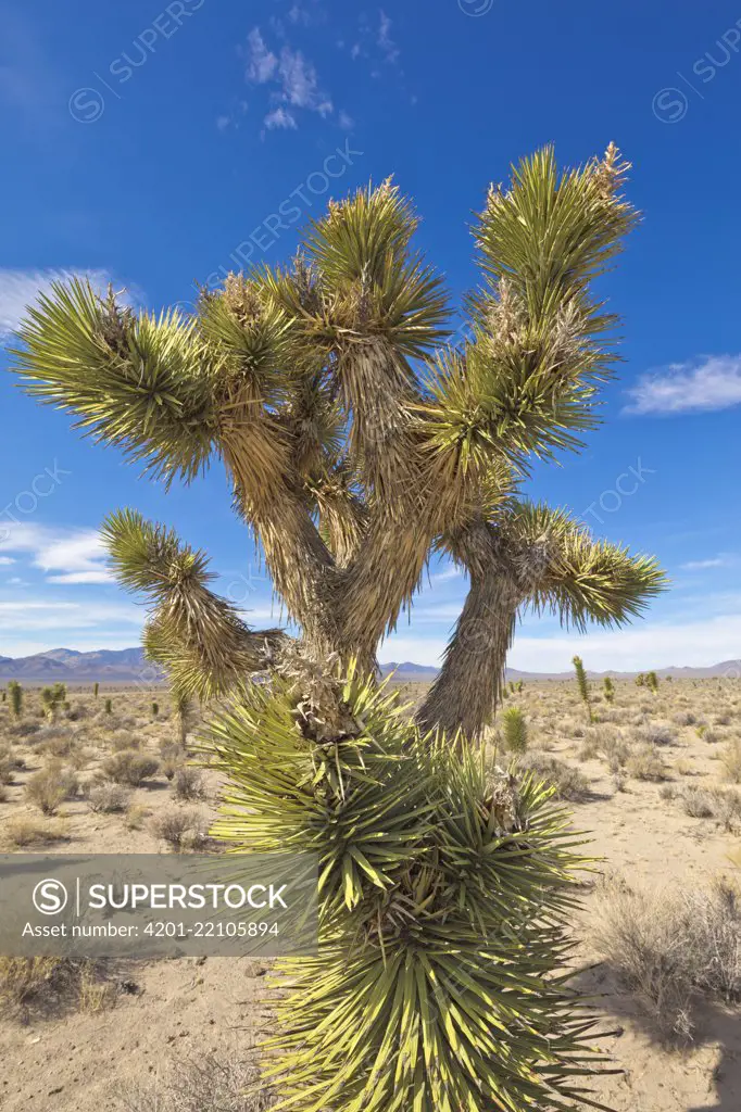 Joshua tree in desert, fall, near Eagle Valley Reservoir, NV