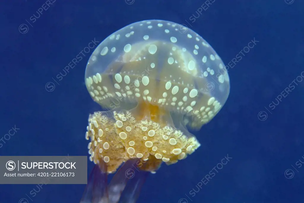 Papuan Jellyfish (Mastigias papua) bell and feeding tentacles, Indonesia