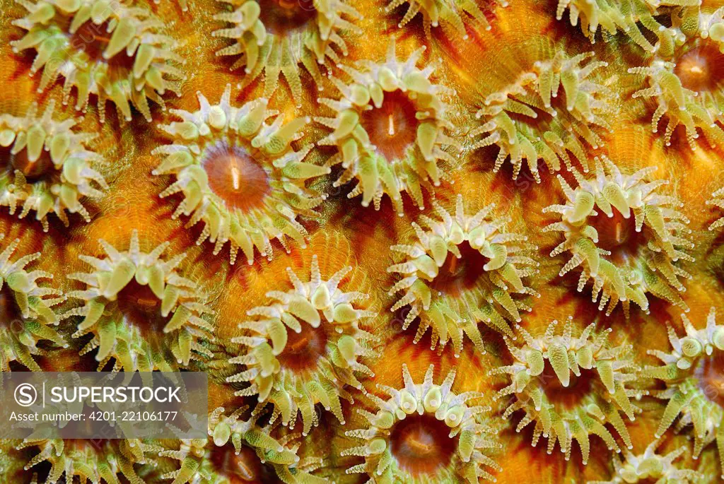 Great Star Coral (Montastraea cavernosa) polyps, Cayman Islands, Caribbean Sea