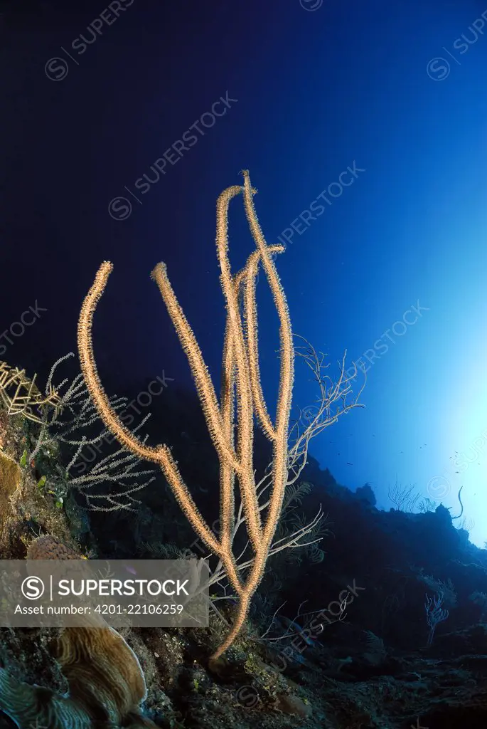 Giant Slit-pore Sea-Rod (Plexaurella nutans), Cayman Islands, Caribbean Sea