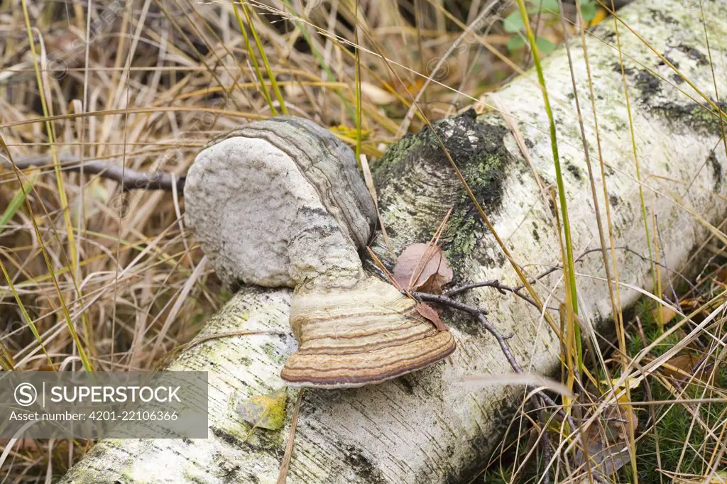 Touchwood Fungus (Fomes fomentarius) mushroom displaying geotropism on birch trunk, Eerbeek, Gelderland, Netherlands