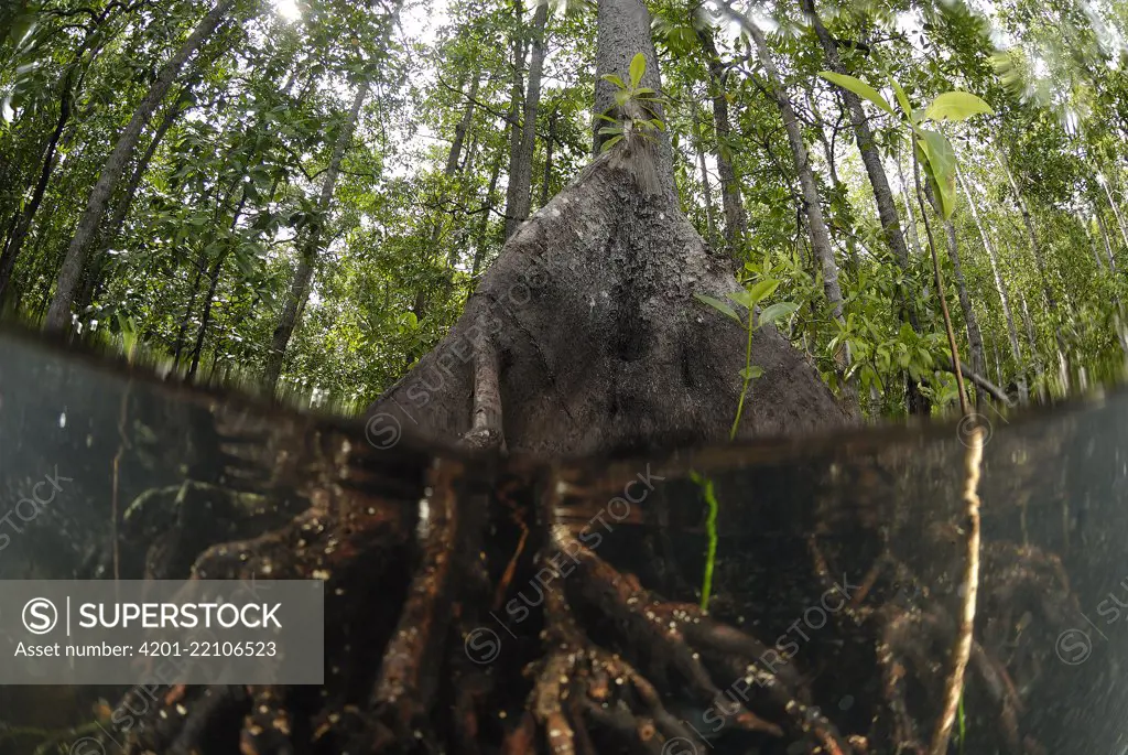 Mangrove (Rhizophoraceae) tree above and below water showing root system, Indonesia