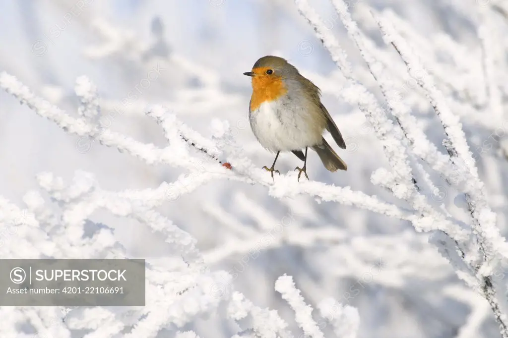 European Robin (Erithacus rubecula) in winter, Schagen, Noord-Holland, Netherlands