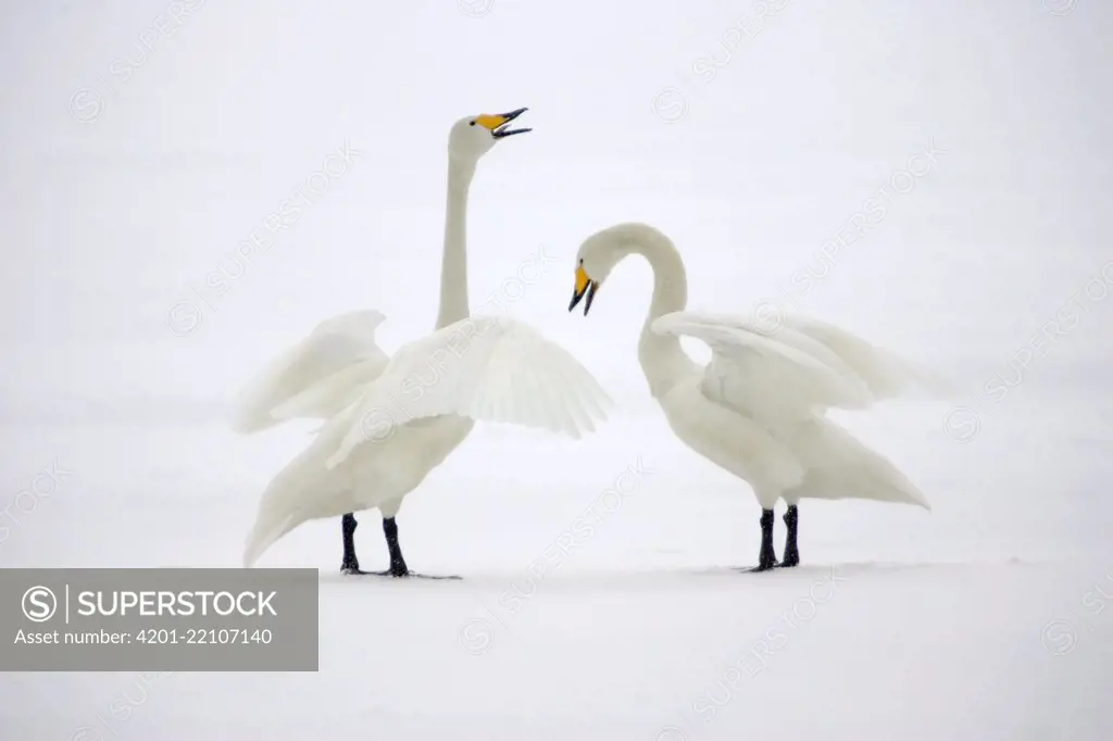 Whooper Swan (Cygnus cygnus) courting in snow, Hokkaido, Japan