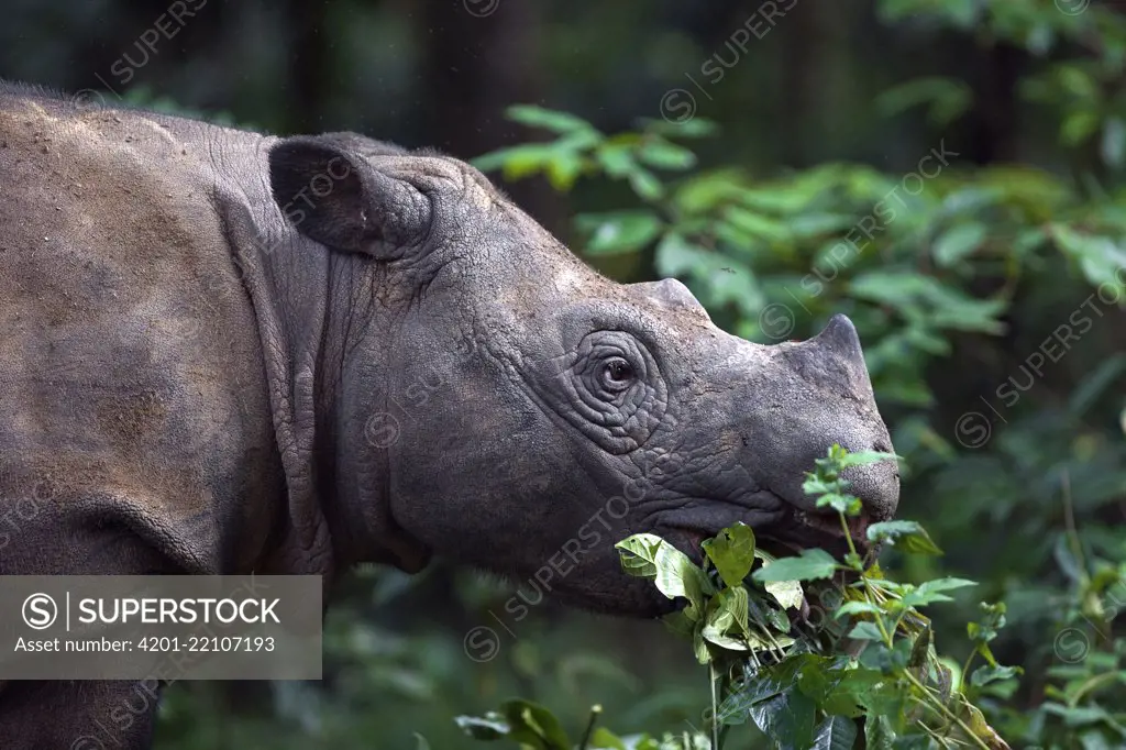 Sumatran Rhinoceros (Dicerorhinus sumatrensis) female feeding, Sumatran Rhino Sanctuary, Way Kambas National Park, Sumatra, Indonesia