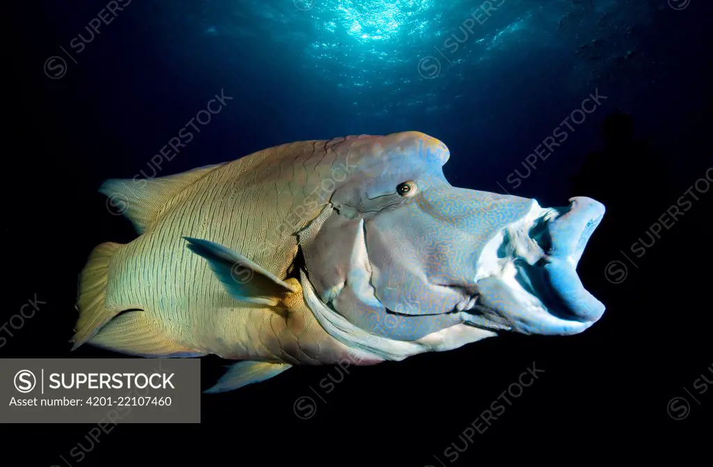 Double-headed Maori Wrasse (Cheilinus undulatus), Red Sea, Egypt