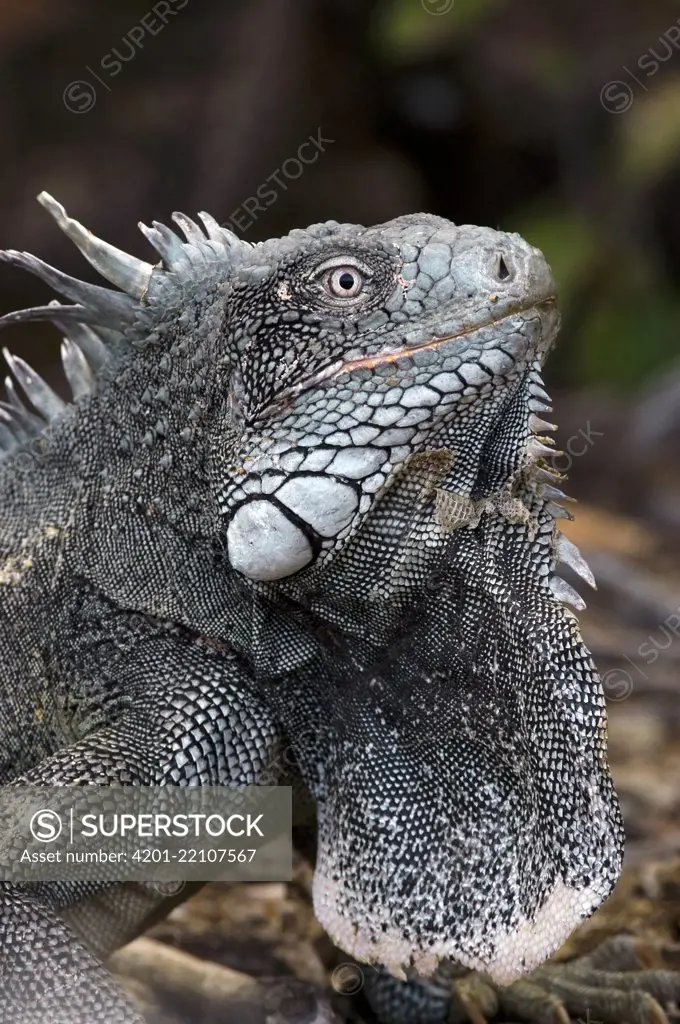 Green Iguana (Iguana iguana)in threat display, Bonaire, Netherlands Antilles