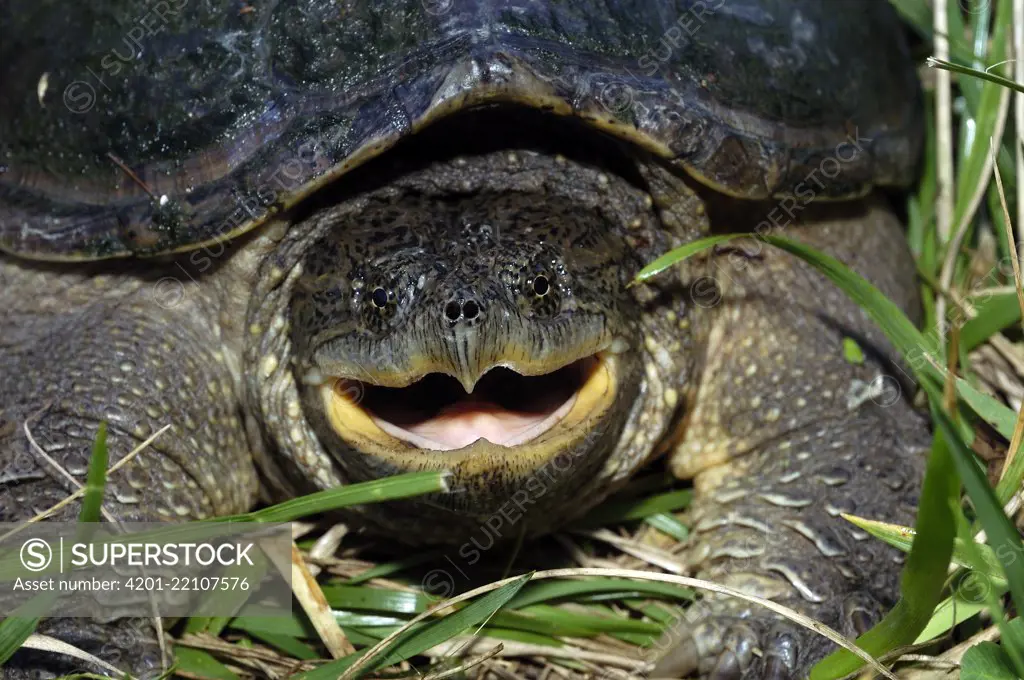 Snapping Turtle (Chelydra serpentina) with mouth open in a defensive posture, Fishing River, Kearney, Missouri