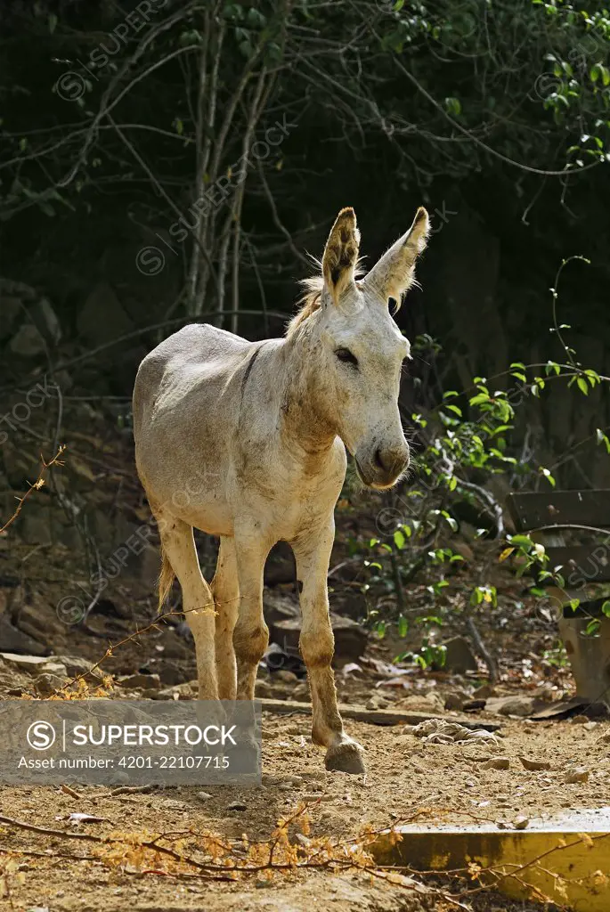 Donkey (Equus asinus) at the Donkey Sanctuary, Bonaire, Netherlands Antilles