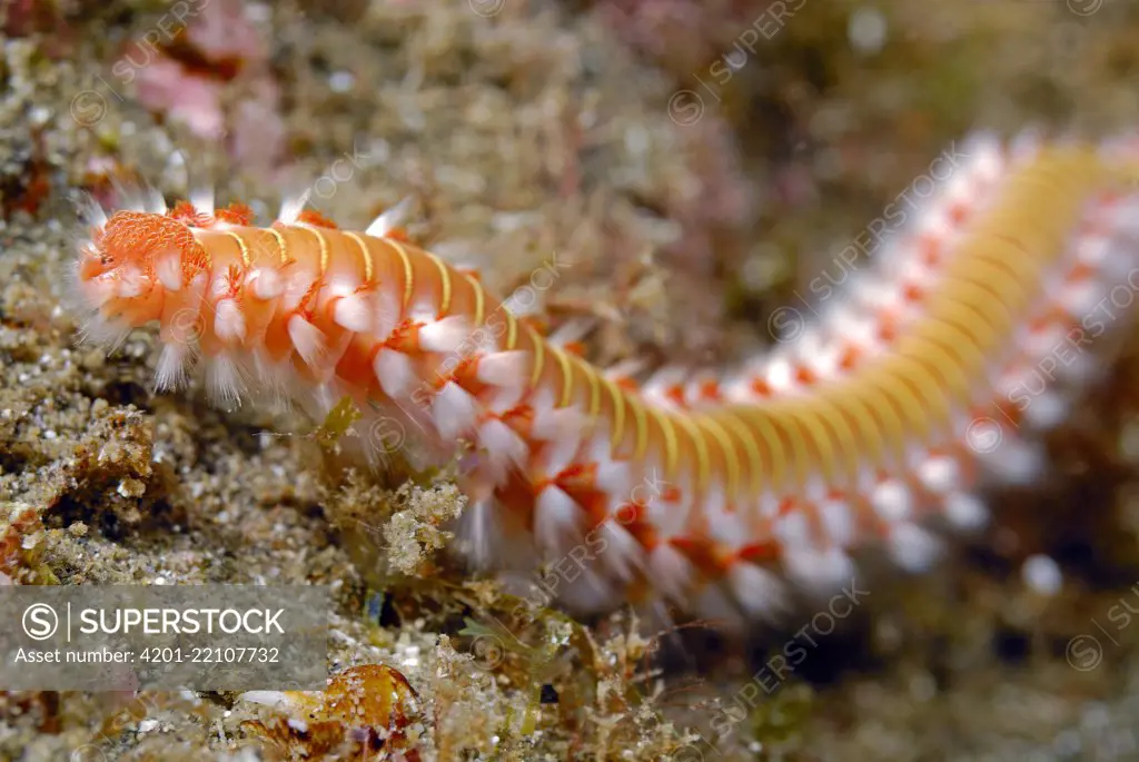 Marine Fireworm (Hermodice carunculata) showing poisonous white bristles, Azores, Atlantic Ocean