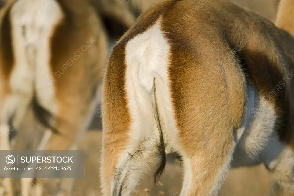 Springbok (Antidorcas marsupialis) tail flap used in communication displays, Khama Rhino Sanctuary, Serowe, Botswana