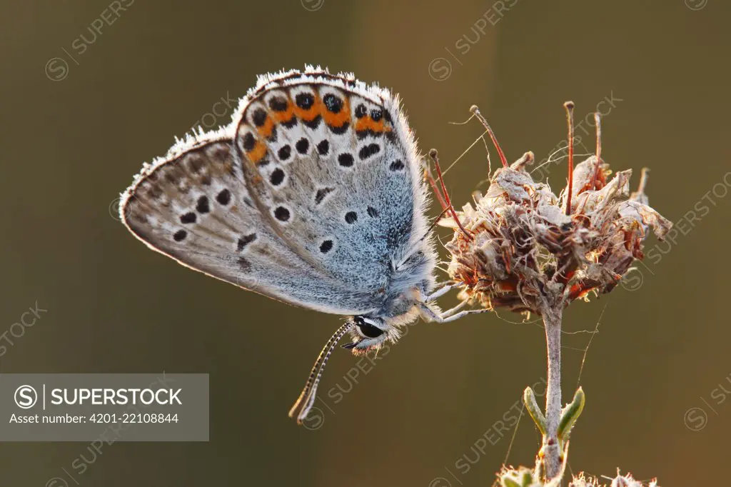 Silver-studded Blue (Plebejus argus) butterfly, Neterselse Heide, Noord-Brabant, Netherlands