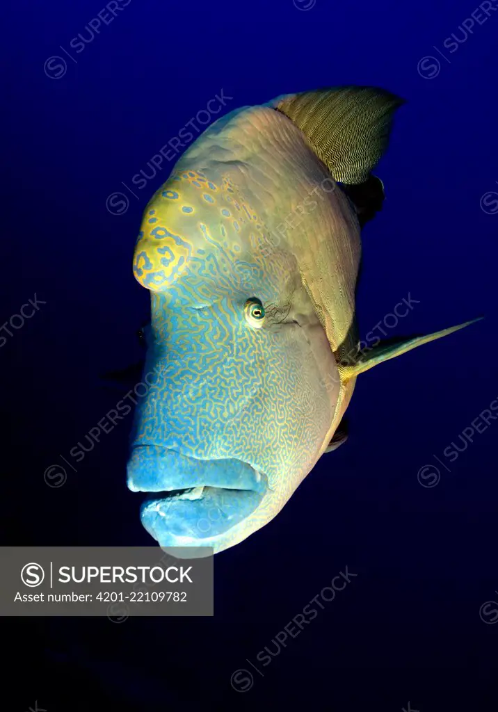 Double-headed Maori Wrasse (Cheilinus undulatus), Red Sea, Egypt