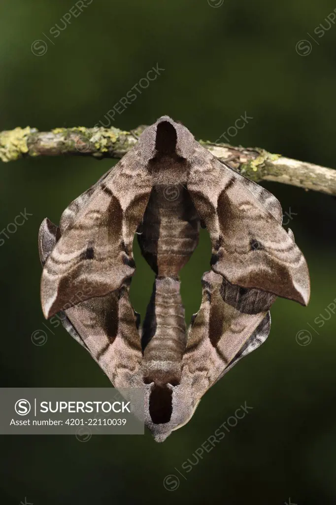 Eyed Hawk Moth (Smerinthus ocellata) mating, Engbertsdijksvenen, Overijssel, Netherlands