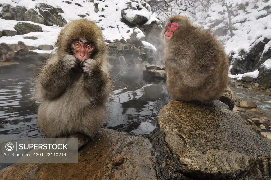 Japanese Macaque (Macaca fuscata) pair at volcanic hot springs, Jigokudani, Joshinetsu Kogen National Park, Japan