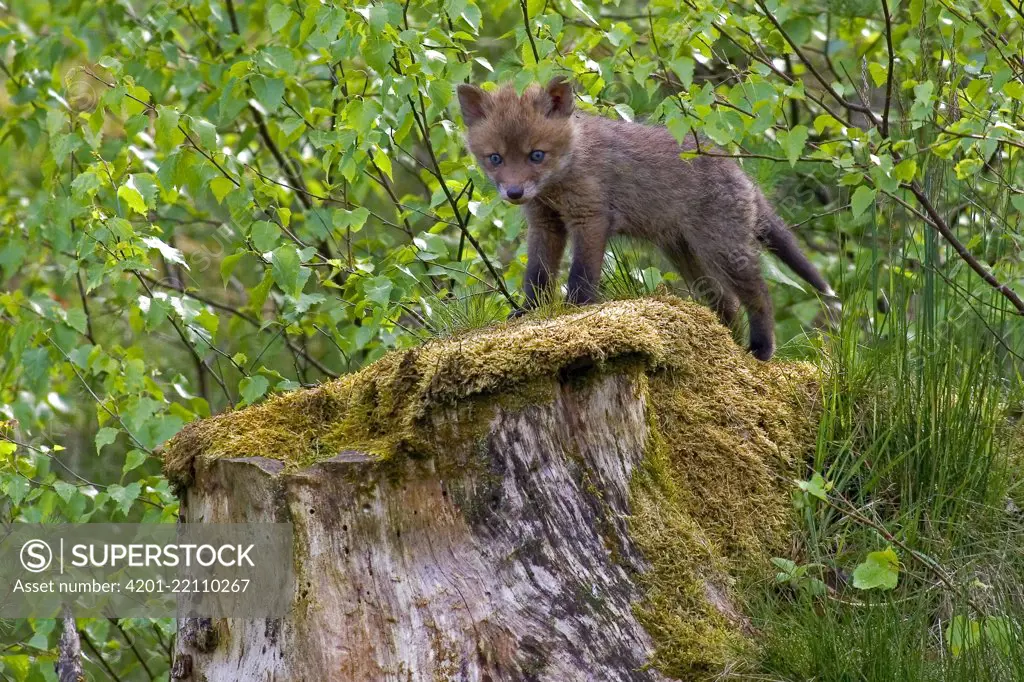 Red Fox (Vulpes vulpes) cub on a tree stump, Vierhouten, Gelderland, Netherlands