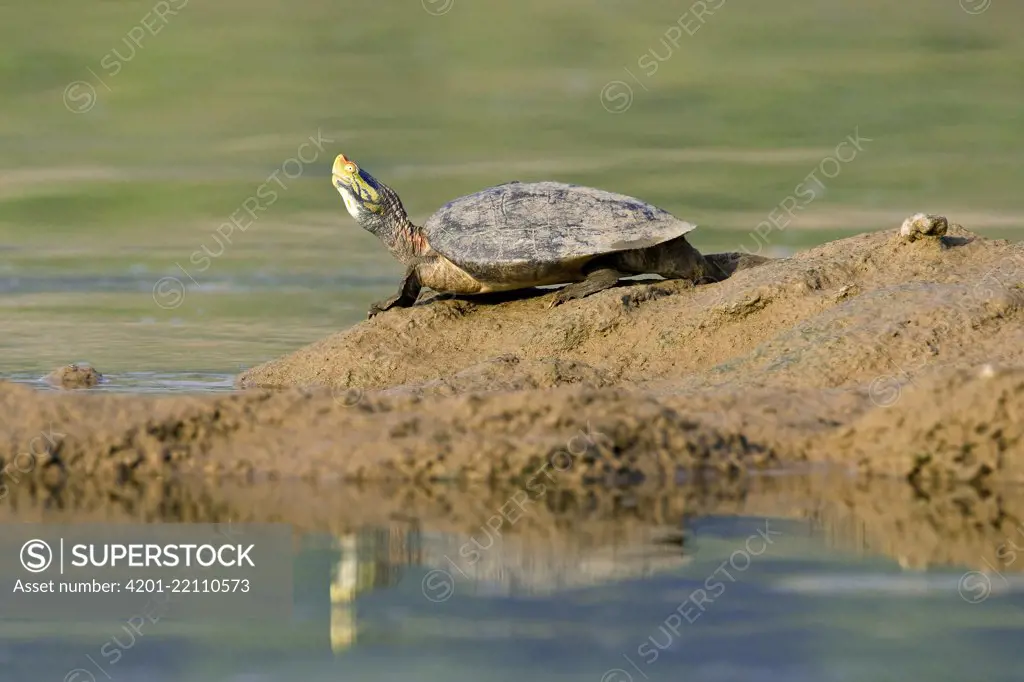Ganges Soft-shelled Turtle (Aspideretes gangeticus) on river bank, Chambal River, Madhya Pradesh, India