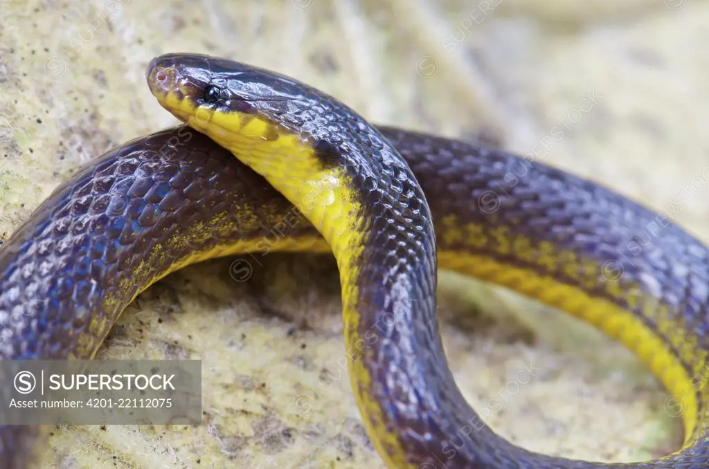 Ground Snake (Atractus sp), Mindo, Pichincha, Ecuador