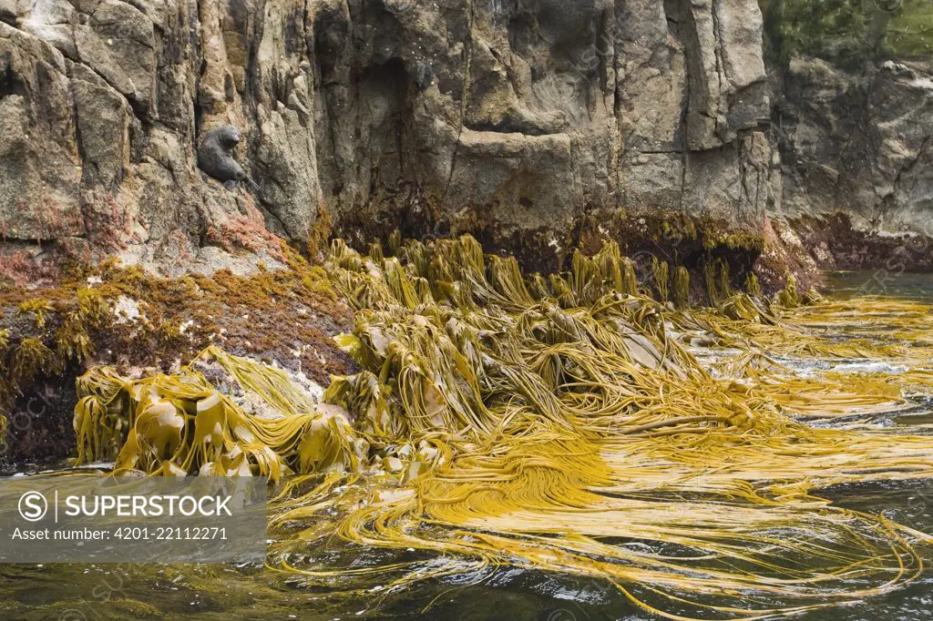 Ribbon Kelp (Durvillaea antarctica), Bounty Islands, New Zealand