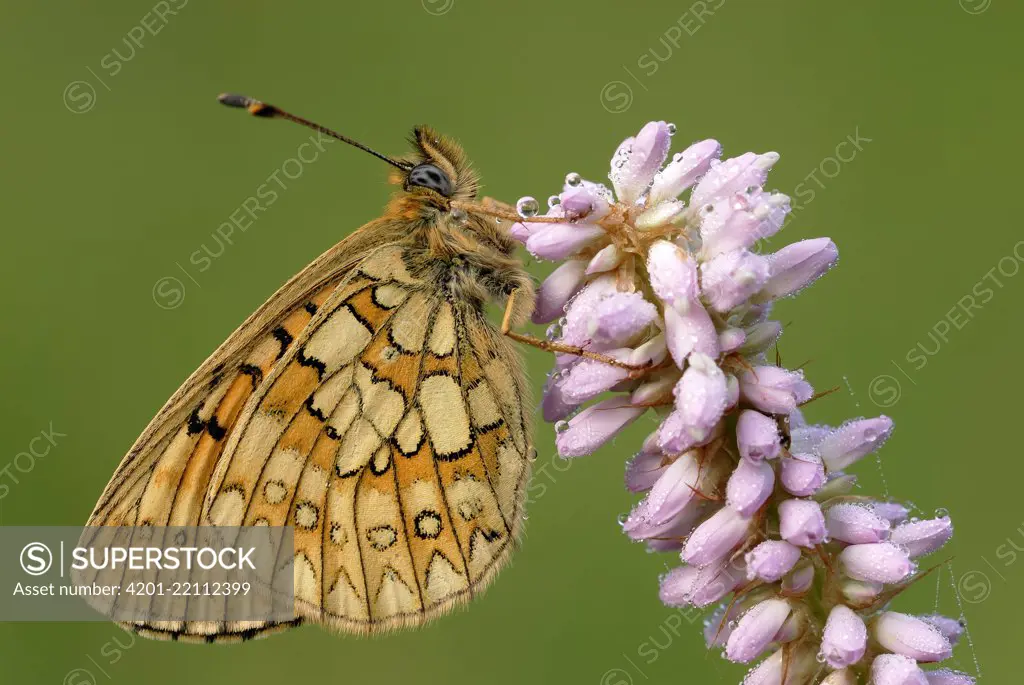 Ocellate Bog Fritillary (Boloria eunomia) butterfly on Meadow Bistort (Persicaria bistorta), Gaume, Lorraine, Belgium