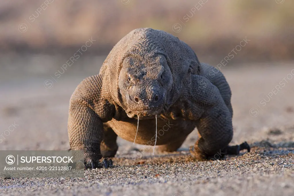 Komodo Dragon (Varanus komodoensis) with infectious saliva dripping from mouth, Komodo Island, Komodo National Park, Indonesia