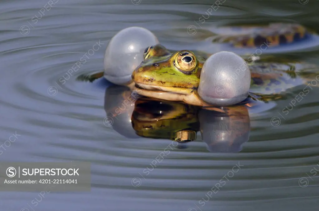 Pool Frog (Rana lessonae) croaking, Goldenstedt, Lower Saxony, Germany