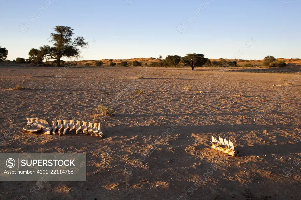 Bones in the dry riverbed of the Nossob River, Nossob River, Kgalagadi Transfrontier Park, Botswana