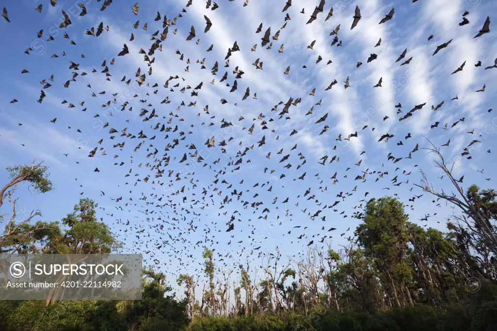 Straw-colored Fruit Bat (Eidolon helvum) group, Kasanka National Park, Zambia