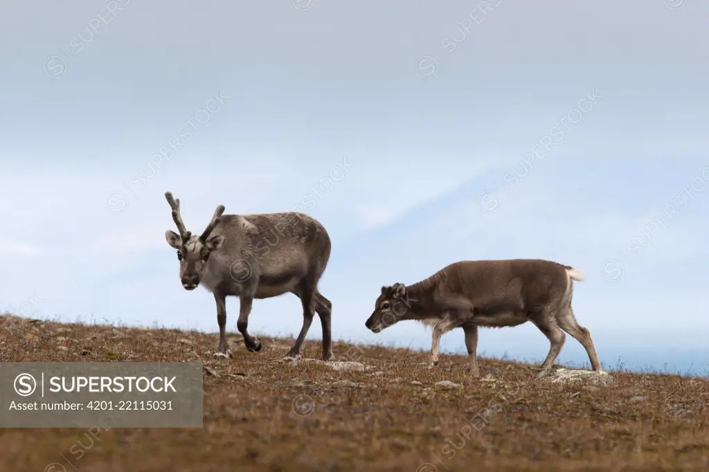 Svalbard Reindeer (Rangifer tarandus platyrhynchus) mother and child, Svalbard, Arctic Ocean, Norway