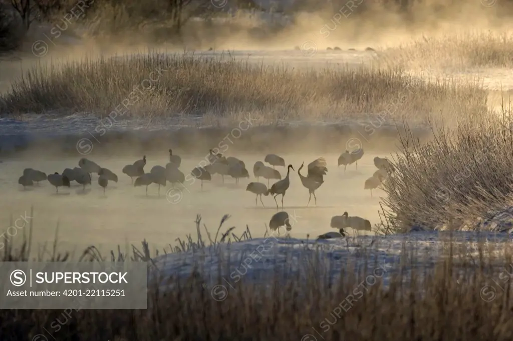 Red-crowned Crane (Grus japonensis) group in river, Hokkaido, Japan