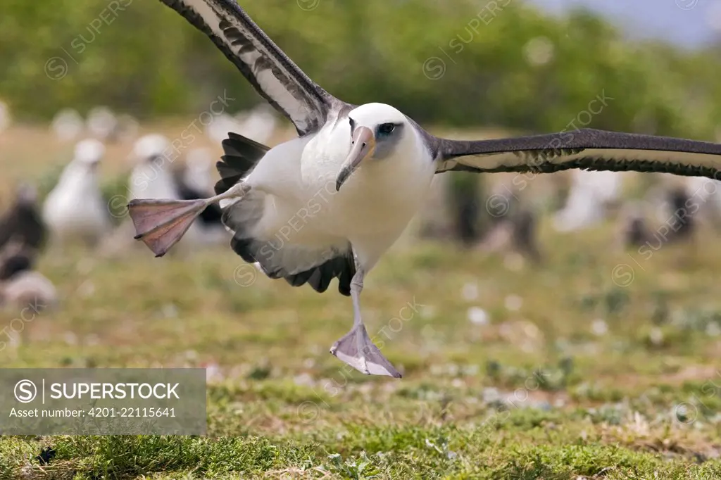 Laysan Albatross (Phoebastria immutabilis) landing, Midway Atoll, Hawaii