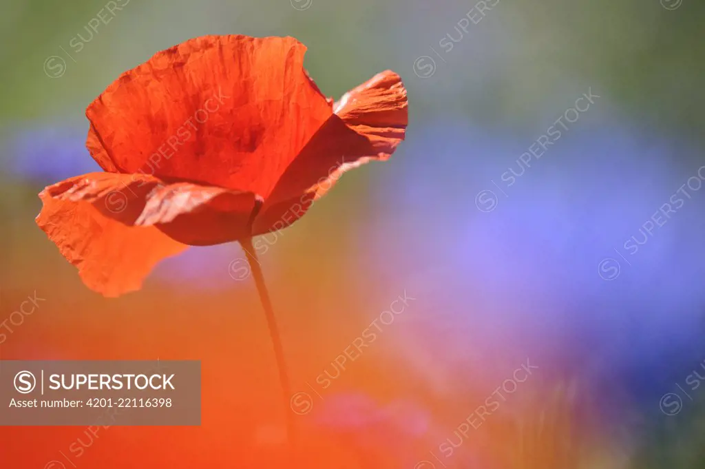 Red Poppy (Papaver rhoeas) flower, Feldberg, Mecklenburg-Vorpommern, Germany