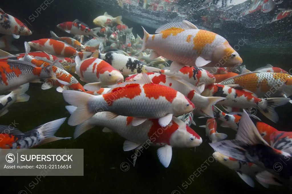 European Carp (Cyprinus carpio) variety Kohaku Koi, Nigata, Japan