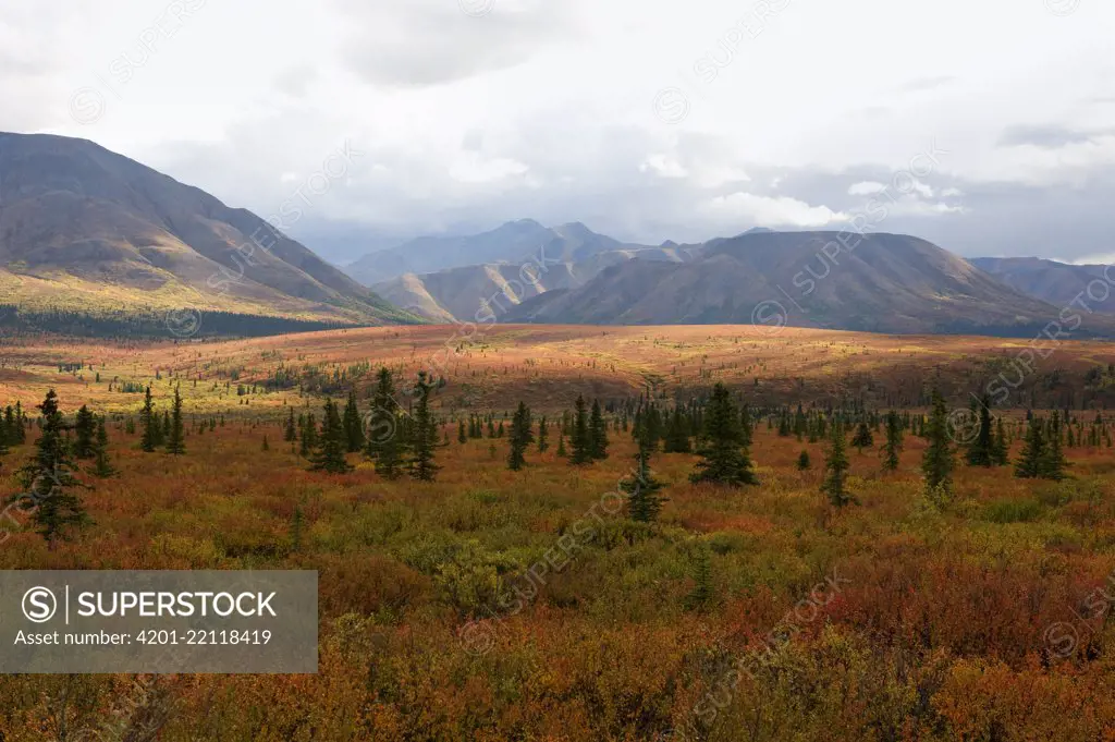 Taiga landscape, Denali National Park and Preserve, Alaska