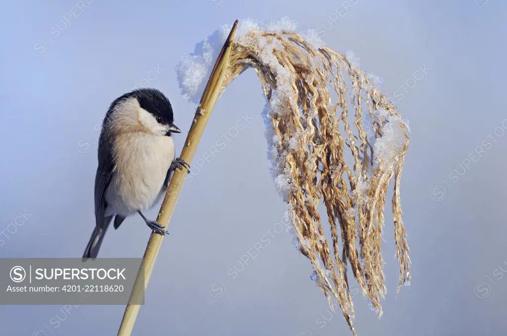 Willow Tit (Parus montanus) on frosty reed, Neuhaus, Germany